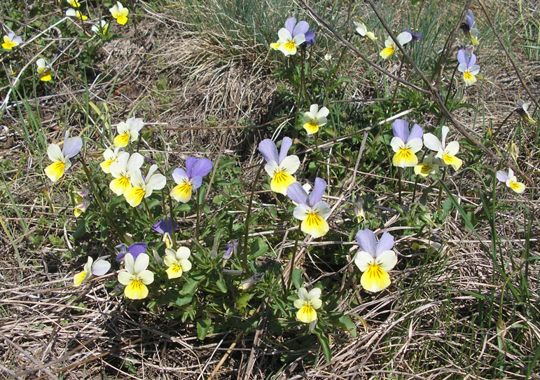 Изображение особи Viola tricolor ssp. alpestris.