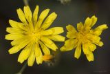 Crepis