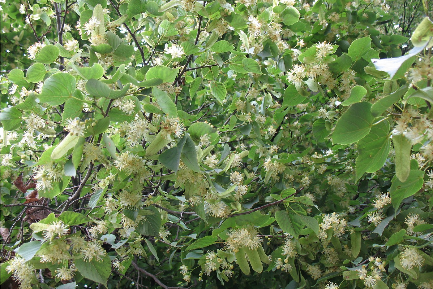 Изображение особи Tilia cordata.