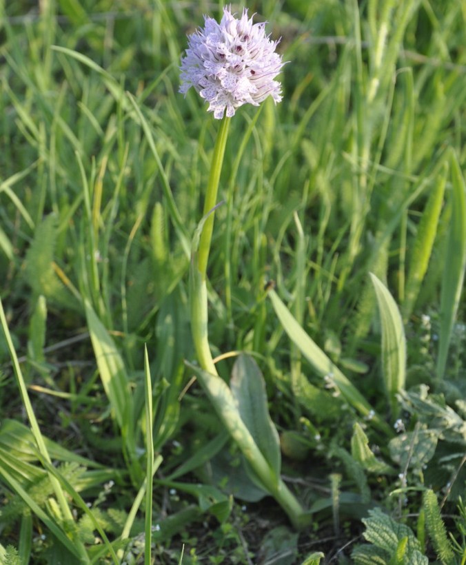 Изображение особи Neotinea tridentata.