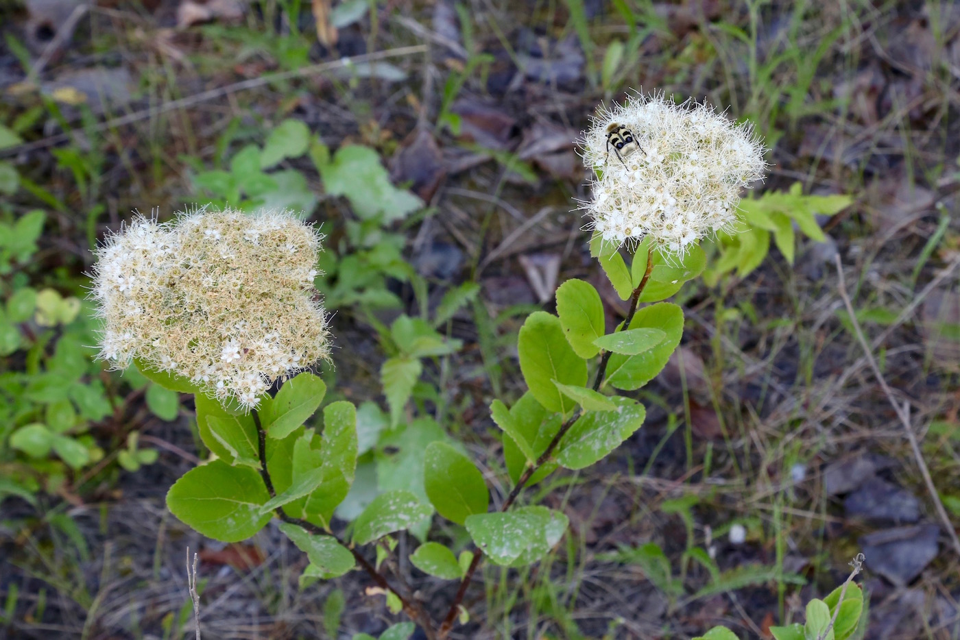 Image of Spiraea betulifolia specimen.