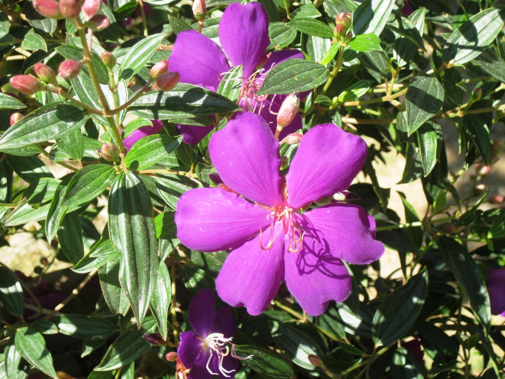 Image of Tibouchina urvilleana specimen.