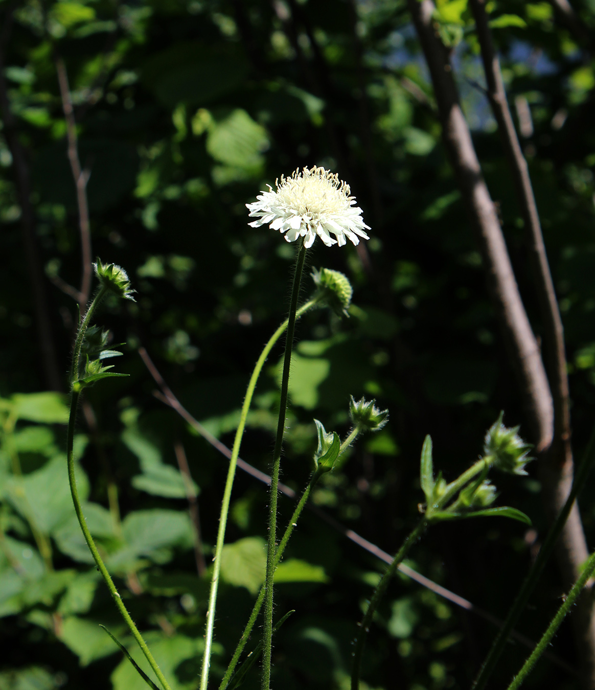Image of Knautia involucrata specimen.