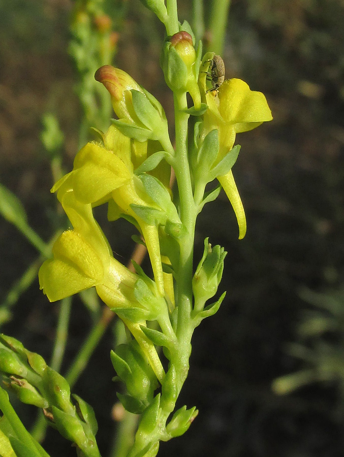 Image of Linaria genistifolia specimen.