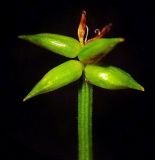 Carex capituliformis