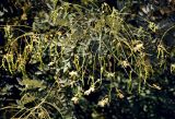 Styphnolobium japonicum. Верхушка ветви с отцветающими соцветиями и созревающими плодами. Узбекистан, Самарканд, в культуре. 07.08.2017.