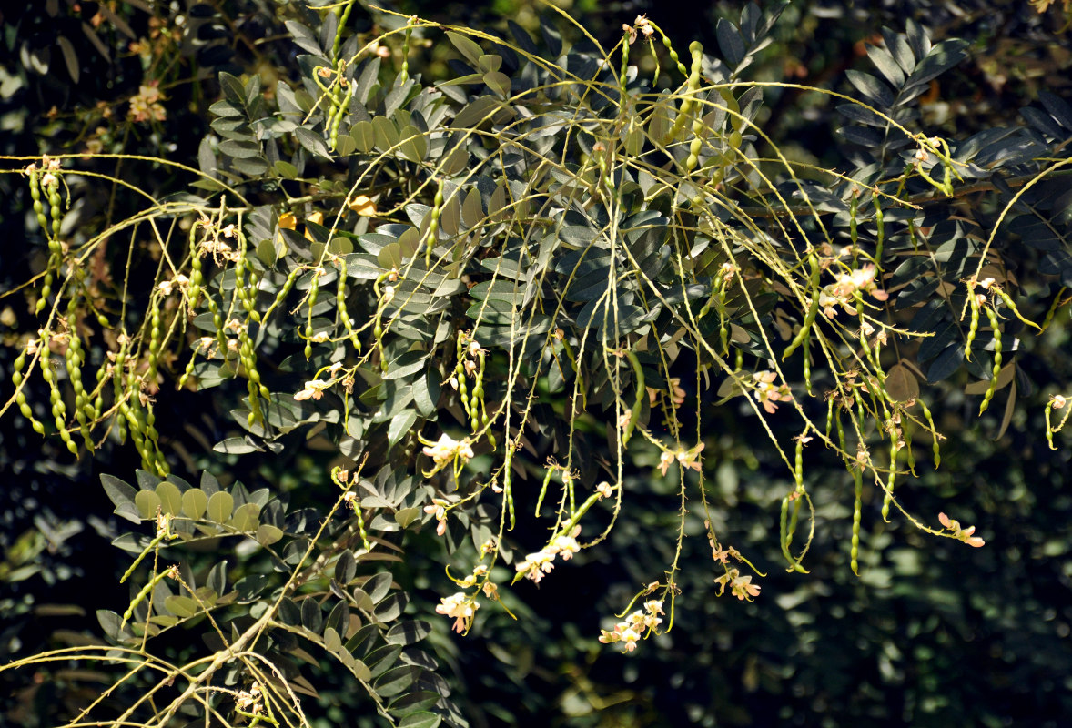 Image of Styphnolobium japonicum specimen.