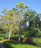 Delonix floribunda