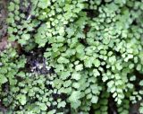 Adiantum capillus-veneris