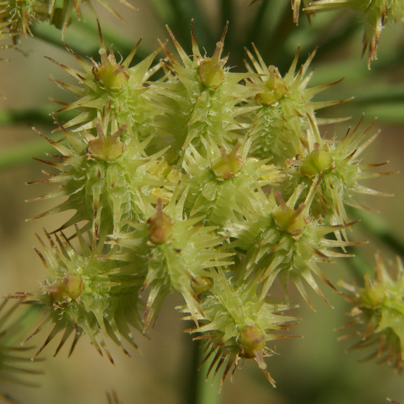 Изображение особи Astrodaucus littoralis.