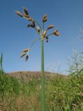 Schoenoplectus triqueter
