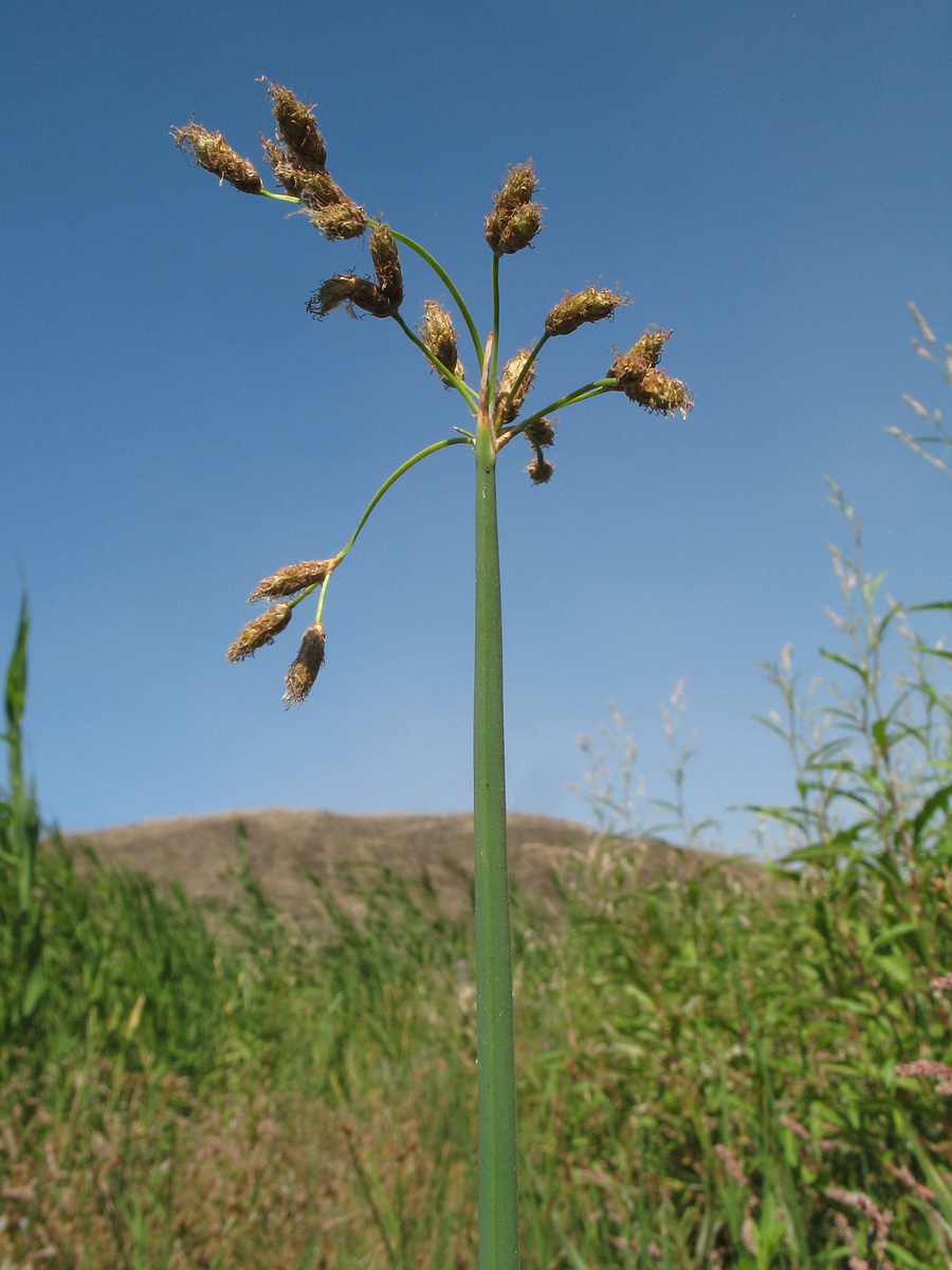 Image of Schoenoplectus triqueter specimen.