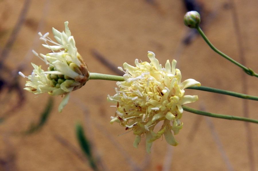 Изображение особи Cephalaria uralensis.