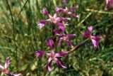 Dianthus orientalis