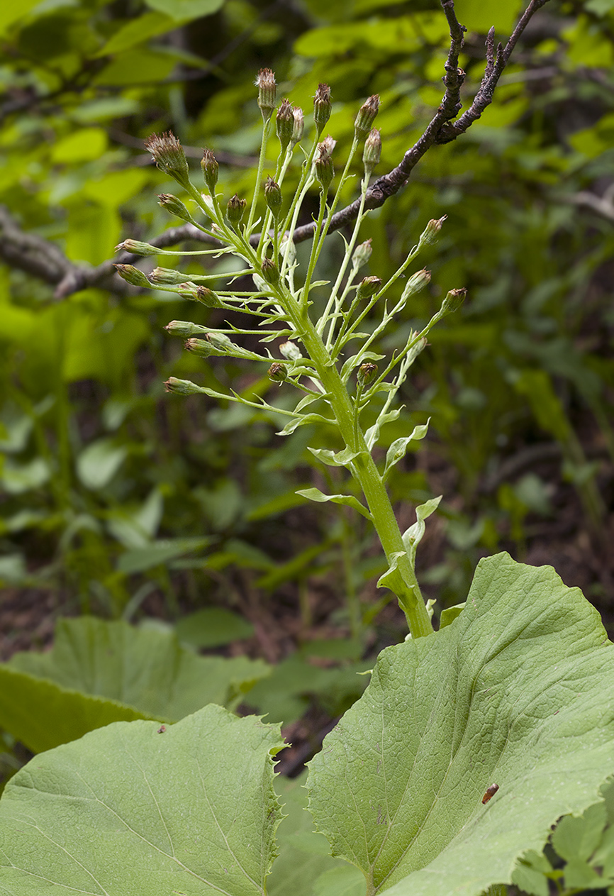 Image of Petasites amplus specimen.