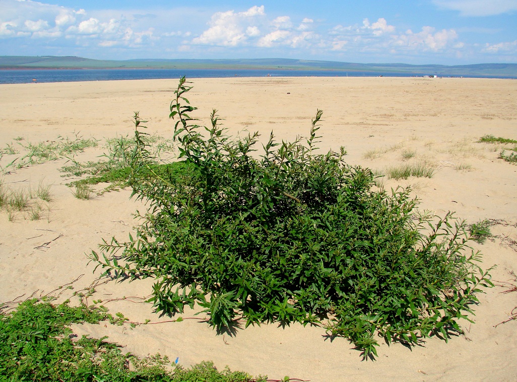 Image of genus Salix specimen.