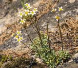 Saxifraga cartilaginea