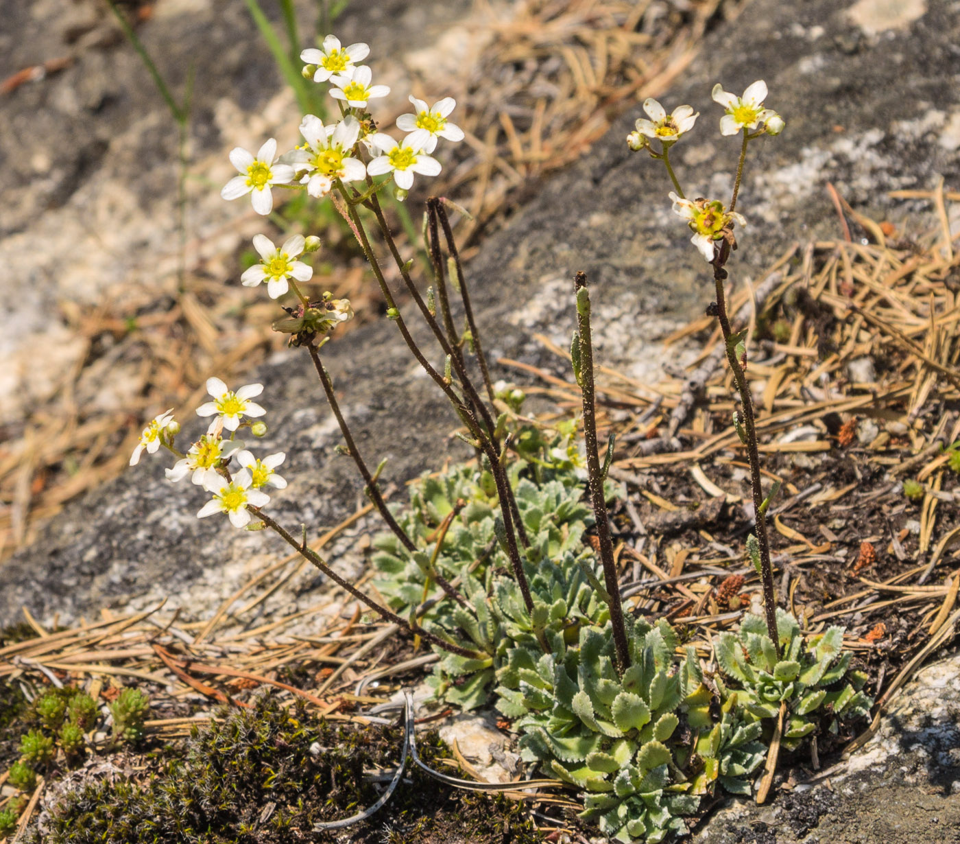 Изображение особи Saxifraga cartilaginea.