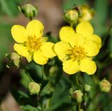 Potentilla semiglabra