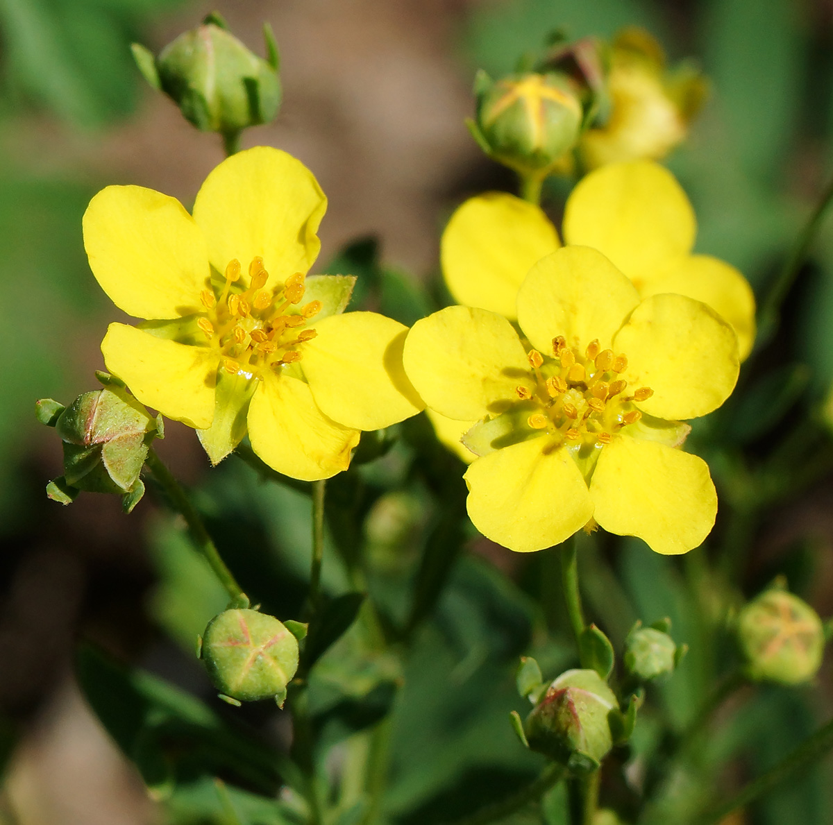 Image of Potentilla semiglabra specimen.