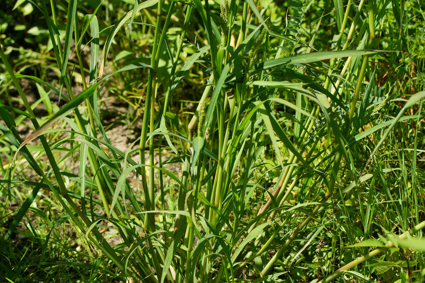 Image of Echinochloa crus-galli specimen.