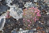 Douglasia ochotensis