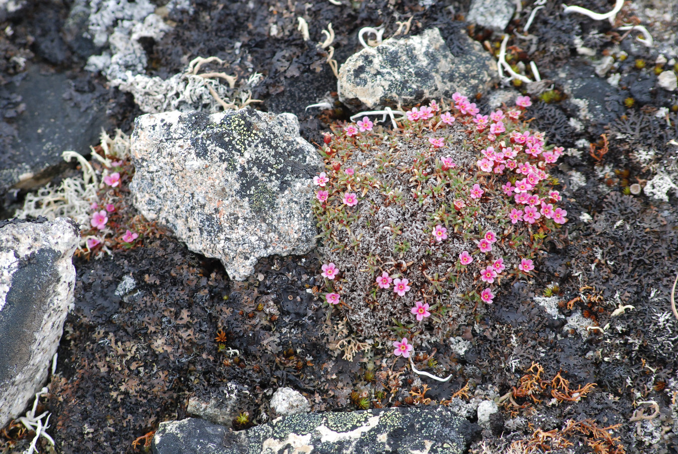 Изображение особи Douglasia ochotensis.