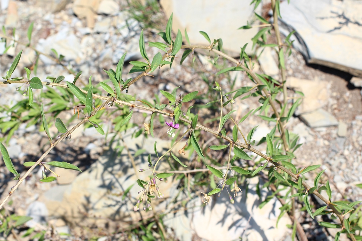 Image of Lycium barbarum specimen.