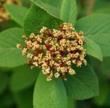 Viburnum lantana