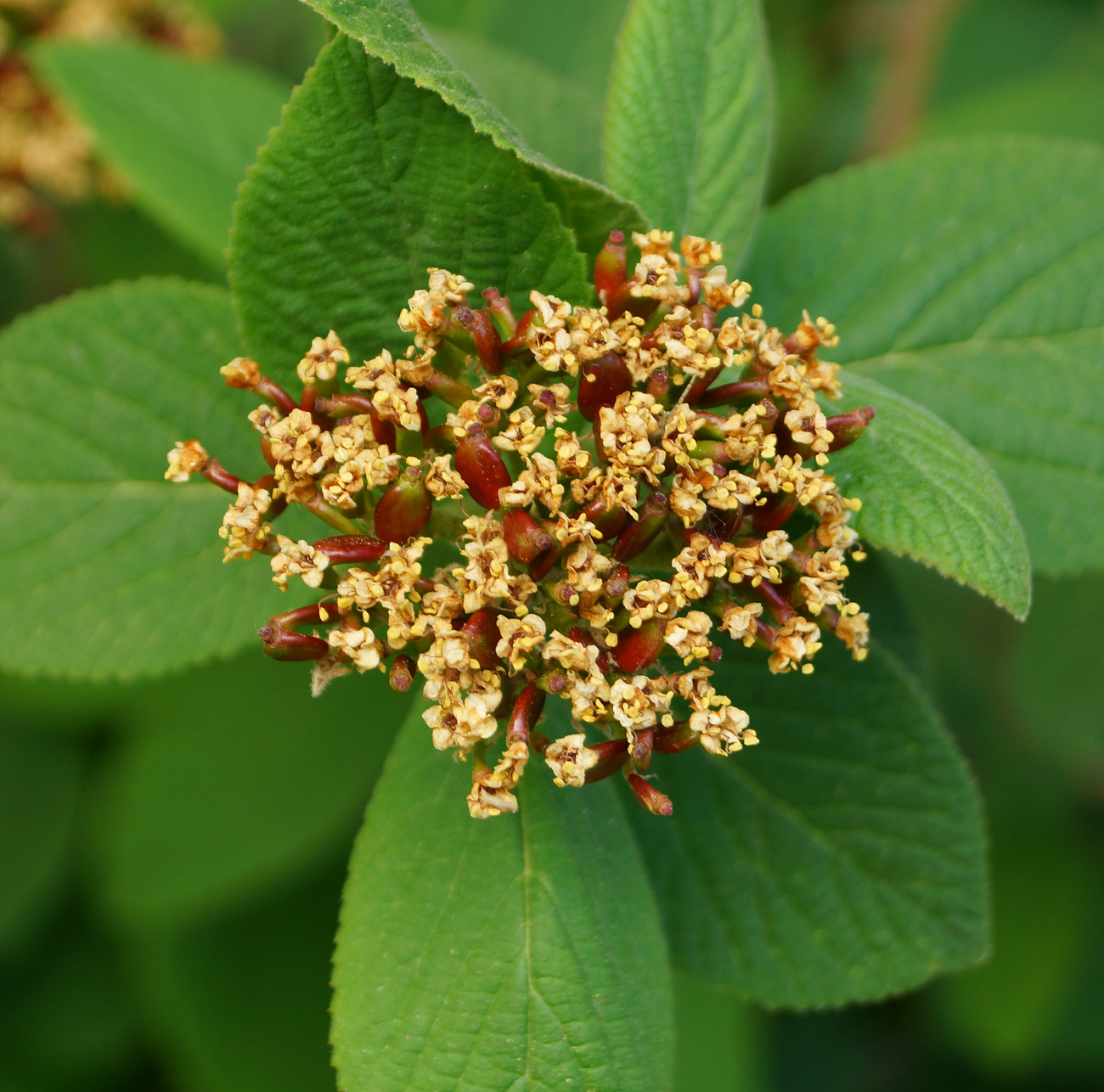 Image of Viburnum lantana specimen.