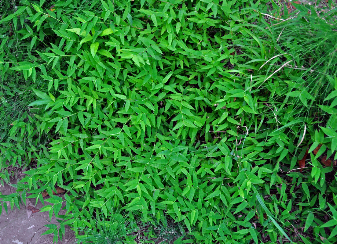 Image of Oplismenus undulatifolius specimen.