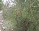 Grevillea johnsonii