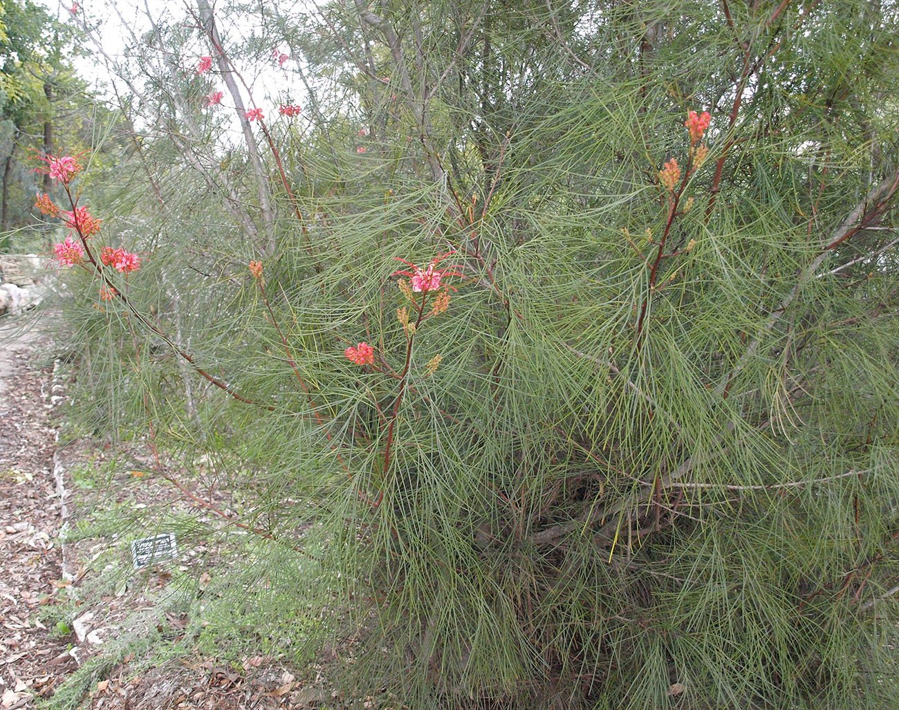 Изображение особи Grevillea johnsonii.