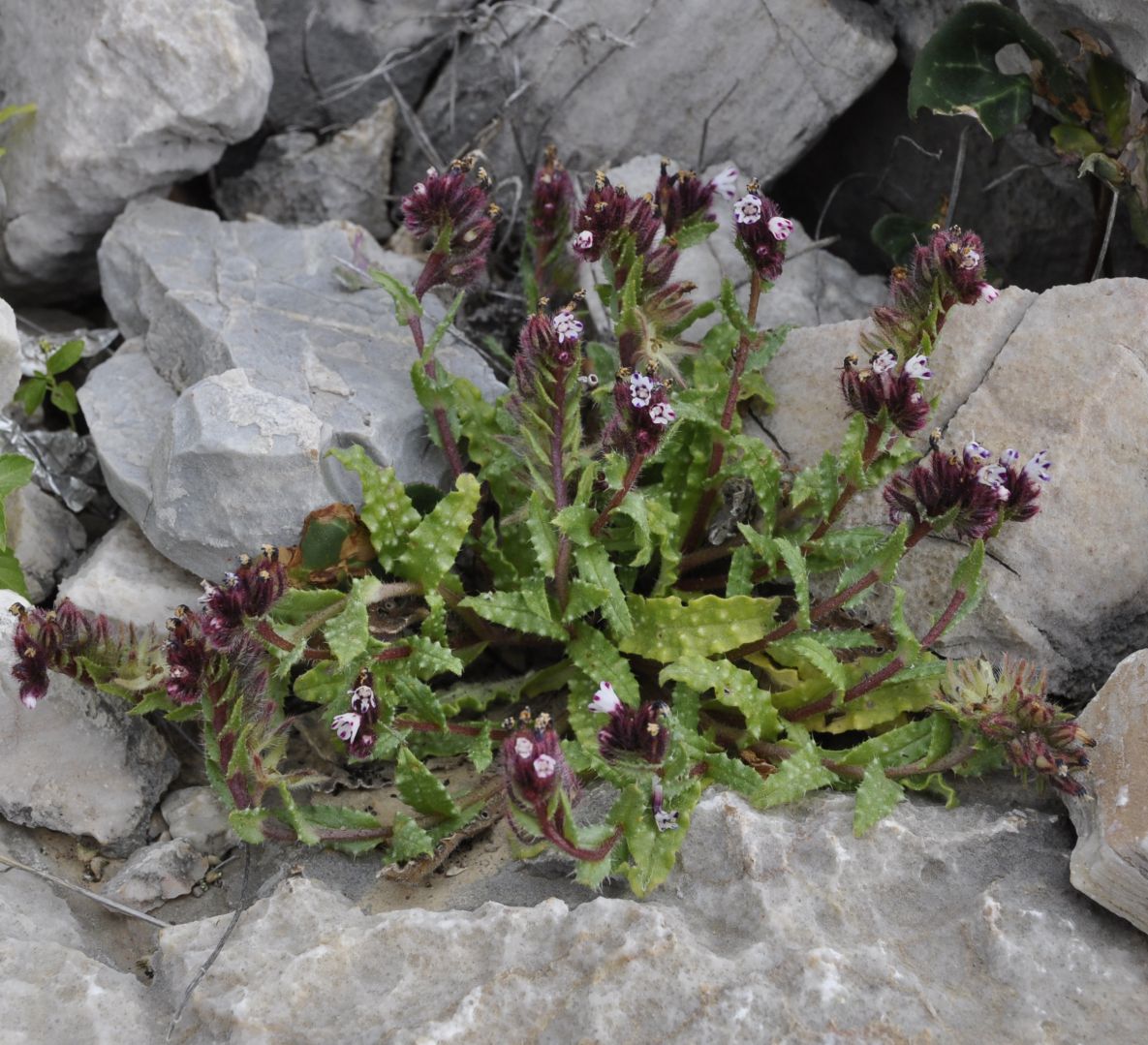 Изображение особи Anchusella variegata.