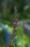 Stachys sylvatica. Соцветие. Пермский край, г. Пермь, Свердловский р-н, территория кладбища \"Южное\", тополёвая роща. 25.07.2017.