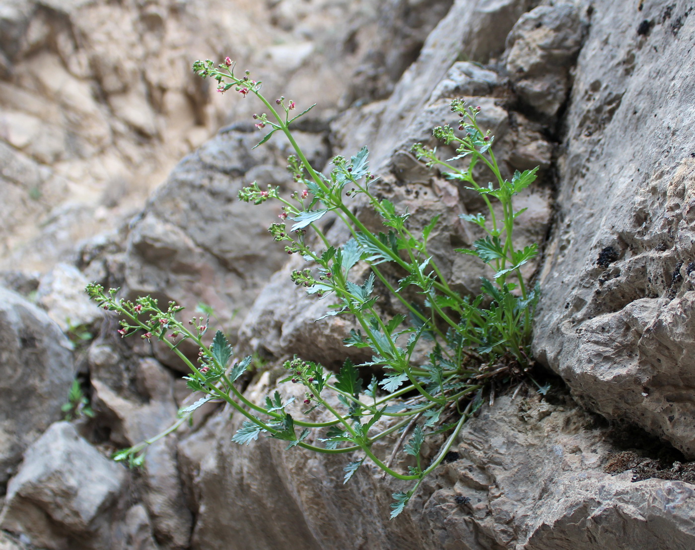 Image of Scrophularia frigida specimen.