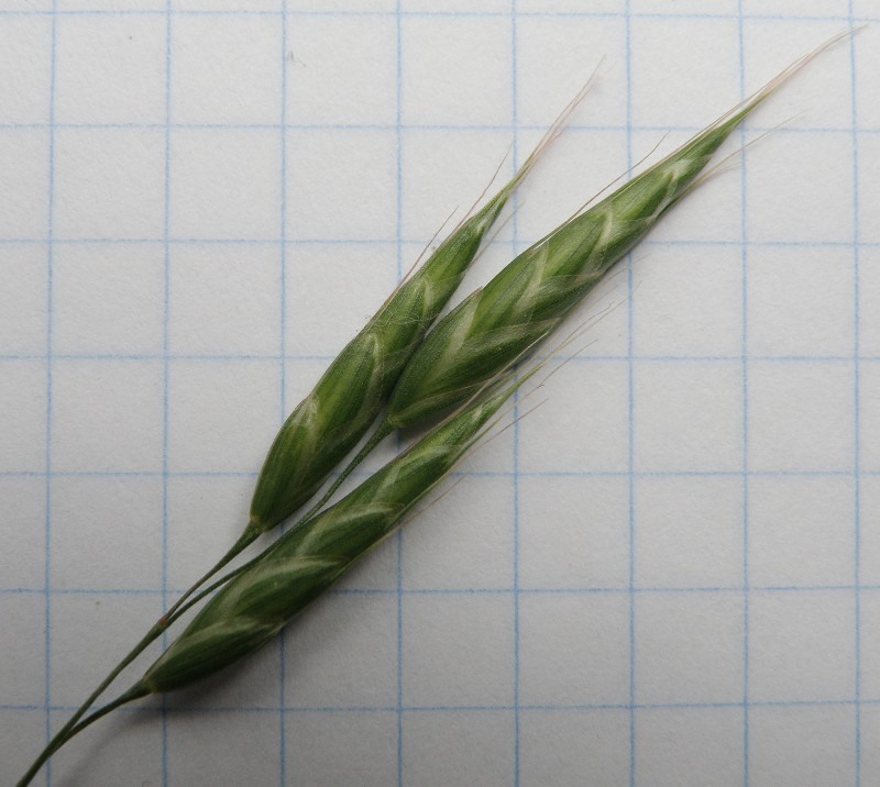 Image of Bromus arvensis specimen.