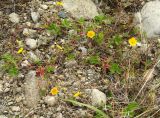 Potentilla stolonifera