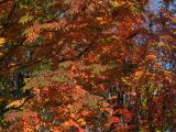 Sorbus sibirica