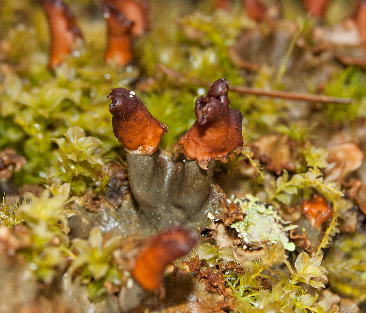 Image of genus Peltigera specimen.