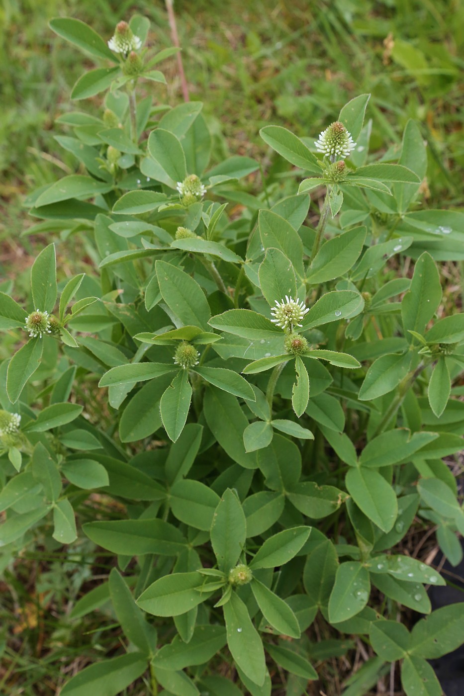 Изображение особи Trifolium montanum.