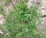Spiraea hypericifolia. Часть ветви. Дагестан, Унцукульский р-н, долина Ирганайского вдхр., ок. 700 м н.у.м., склон горы. 11.05.2018.