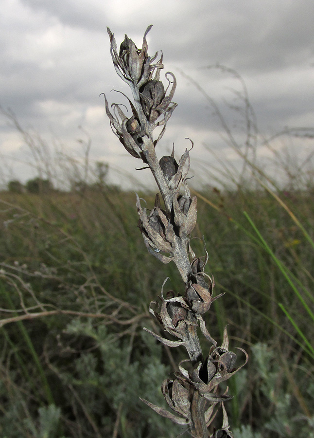 Image of Phelipanche arenaria specimen.