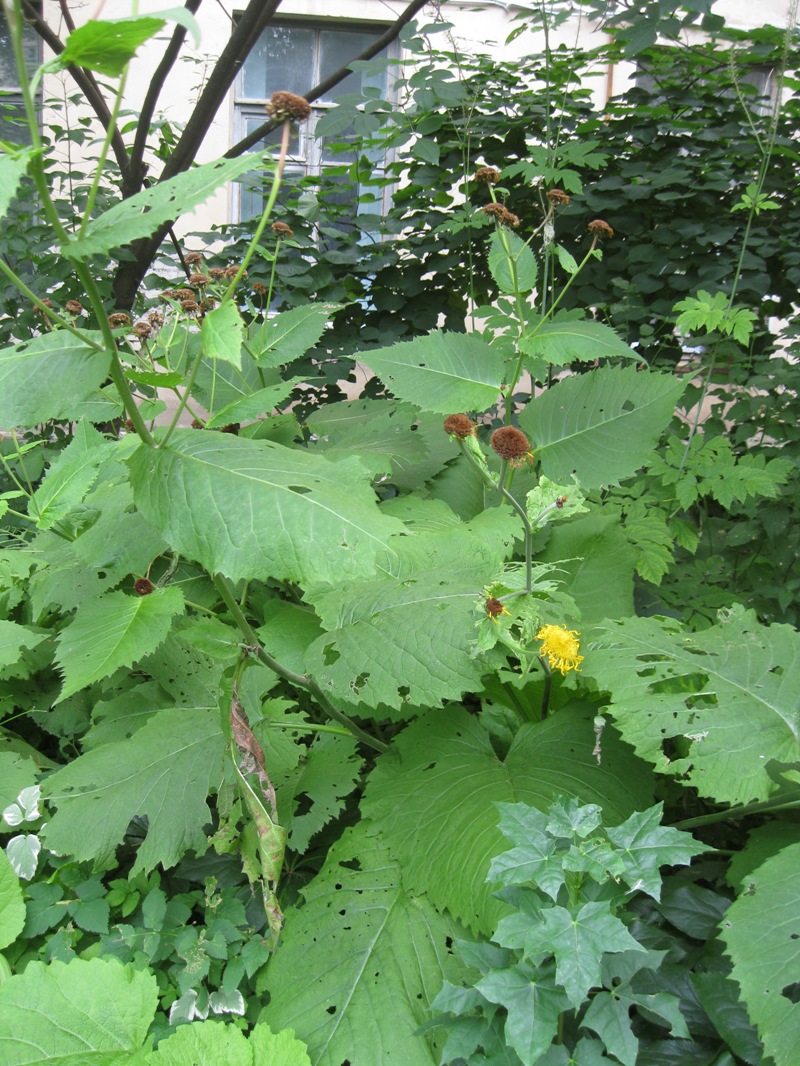 Изображение особи Telekia speciosa.