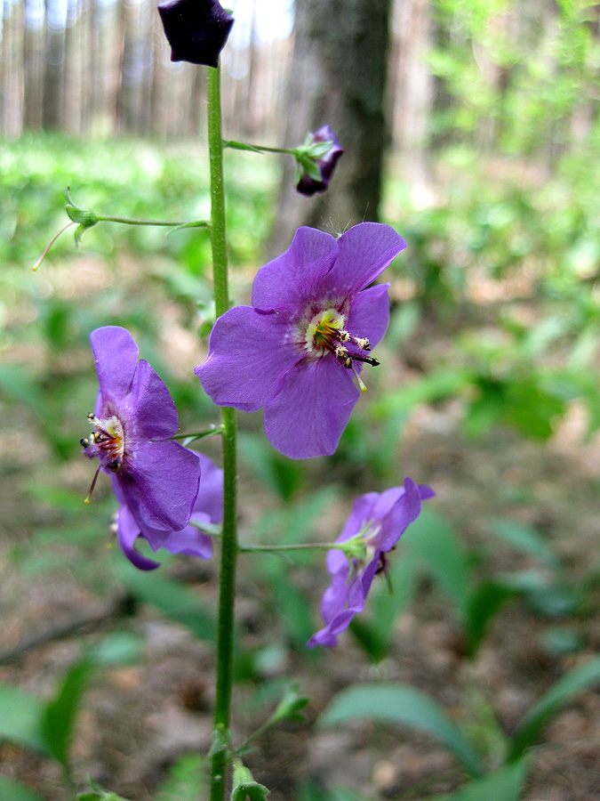 Изображение особи Verbascum phoeniceum.