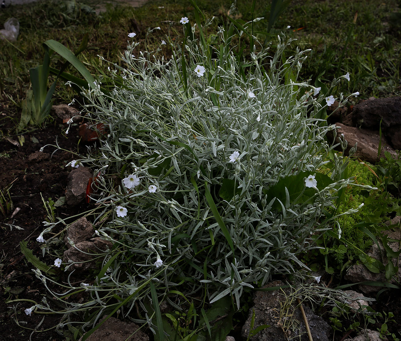 Image of Cerastium argenteum specimen.