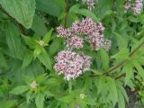 Eupatorium cannabinum. Соцветия с кормящейся журчалкой (Eristalis) и листья. Тверская обл., г. Тверь, Городской сад, клумба краснокнижных растений. 2 июля 2018 г.