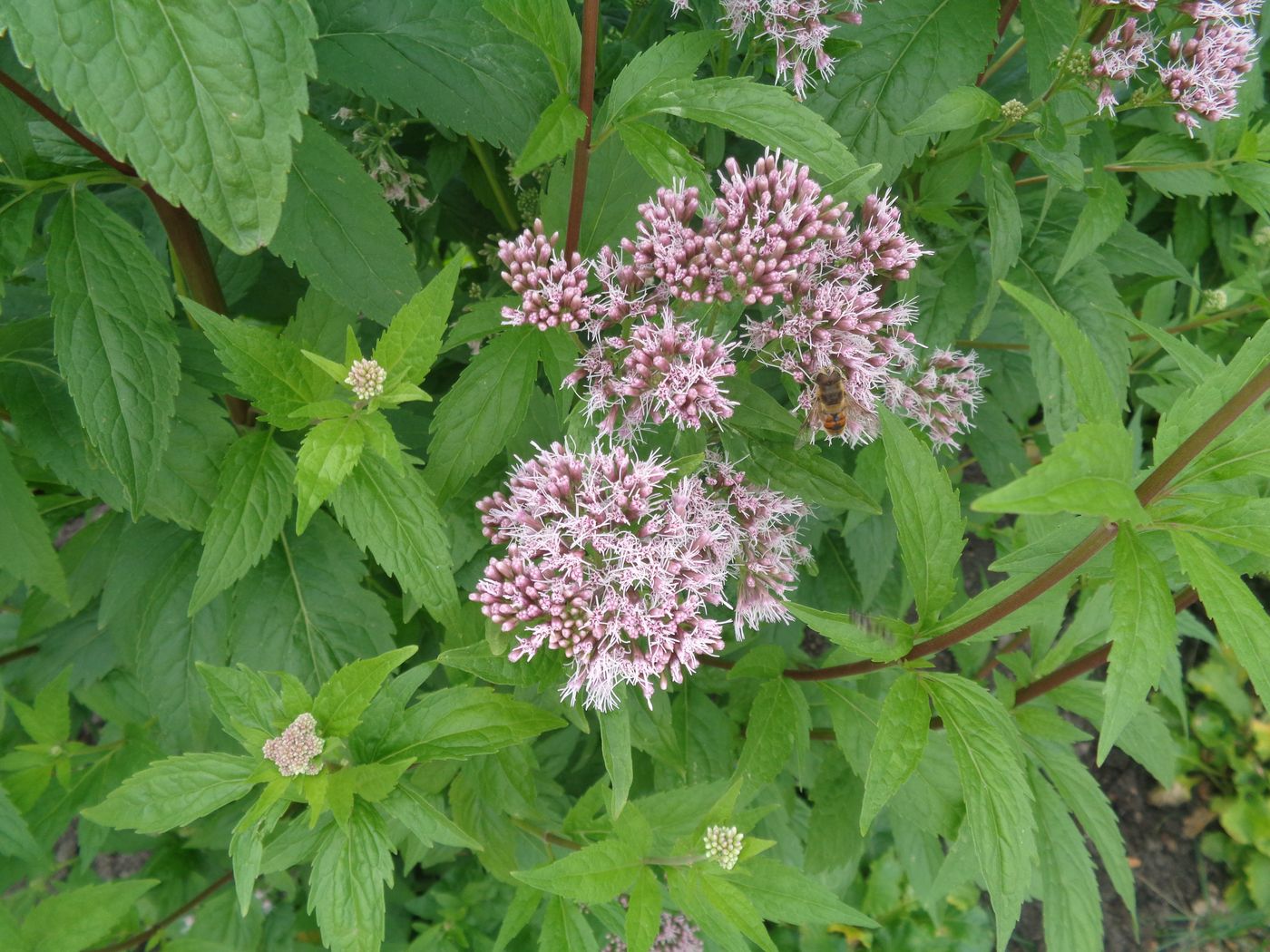 Image of Eupatorium cannabinum specimen.