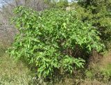 Broussonetia papyrifera. Плодоносящее растение. Крым, Тарханкутский п-ов, балка Большой Кастель, закустаренное дно балки. 7 июля 2018 г.