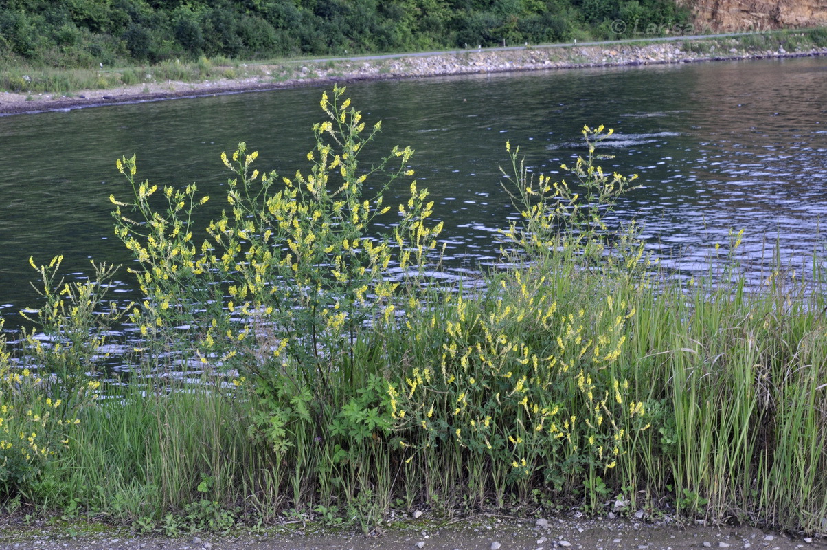 Изображение особи Melilotus officinalis.